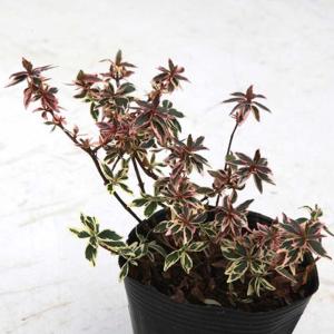 カクレミノ 樹高1.8〜2.0m前後(根鉢含まず) 単品 : 相馬グリーン