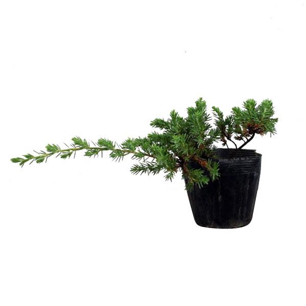 ブルーパシフィック 12ポットセット