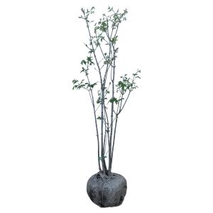 アオダモ シンボルツリーの商品一覧 通販 Yahoo ショッピング