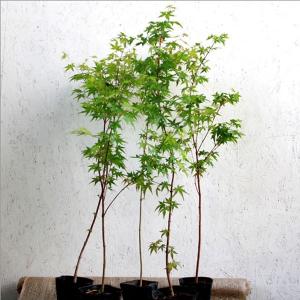 イロハモミジ 株立ち 樹高1.5〜1.8m前後(根鉢含まず) 単品 : 相馬
