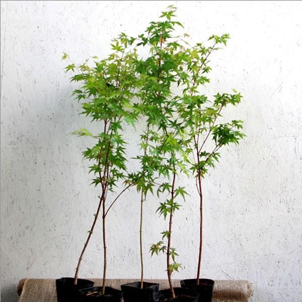 イロハモミジ 樹高80cm前後 10本セット