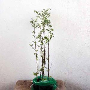 逸品。ヒメシャラ株立1.8M(鉢底から)品番B 逸品。ヒメシャラ株立1.8M(鉢底から)品番B