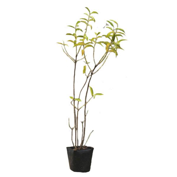 シロシキブ 樹高30〜50cm前後 20ポットセット