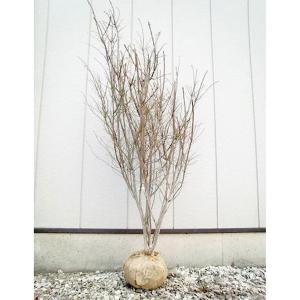 イロハモミジ 株立ち 樹高1.5〜1.8m前後(根鉢含まず) 単品 : 相馬