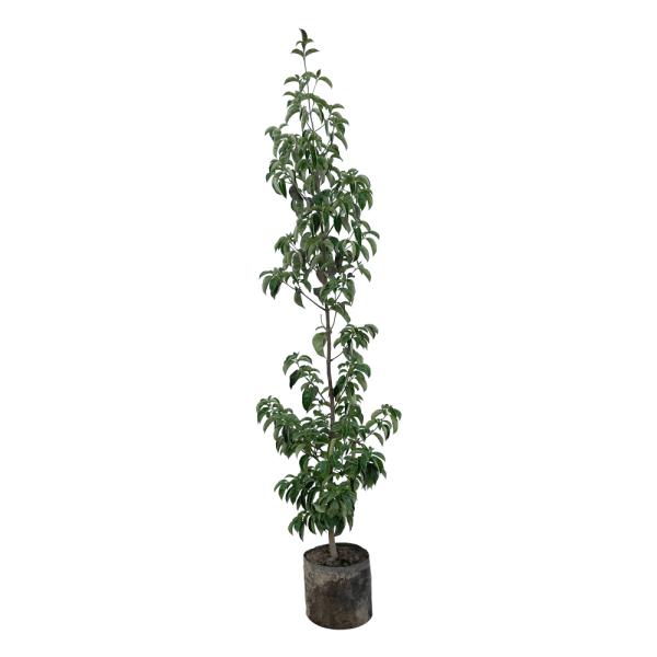 常緑ヤマボウシ ホンコンエンシス 樹高1.5m前後(根鉢含まず) 単品