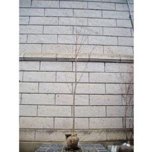 カツラ 株立ち 樹高2.5m前後(根鉢含まず) 単品［トラック配達商品