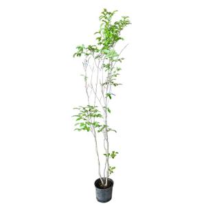 優良株。カクレミノ株立ち1.7M(鉢底から)品番D 優良株。カクレミノ株