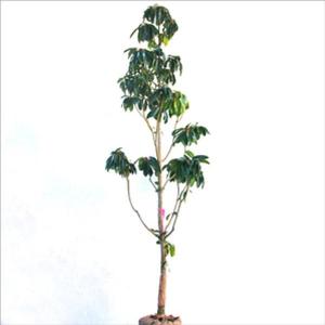 シルバーティーツリー 約2m 超特大株 植木苗木 常緑樹 規格販売