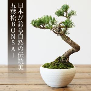 ミニ盆栽 五葉松 盆栽(bonsai ボンサイ)...の商品画像