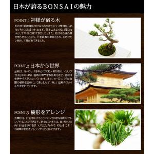 ミニ盆栽 五葉松 盆栽(bonsai ボンサイ...の詳細画像1