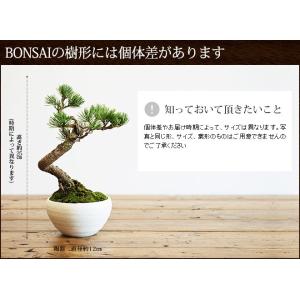 ミニ盆栽 五葉松 盆栽(bonsai ボンサイ...の詳細画像2