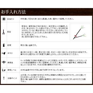 ミニ盆栽 五葉松 盆栽(bonsai ボンサイ...の詳細画像3