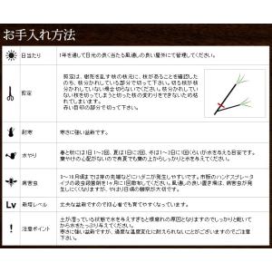 ミニ盆栽 五葉松 盆栽(bonsai ボンサイ...の詳細画像3