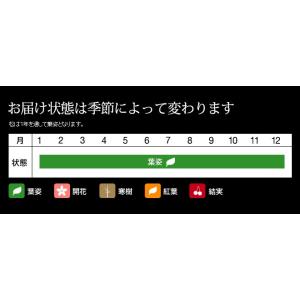 ミニ盆栽 五葉松 盆栽(bonsai ボンサイ...の詳細画像4