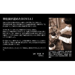 ミニ盆栽 五葉松 盆栽(bonsai ボンサイ...の詳細画像5
