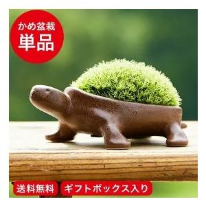 送料無料 亀盆栽（こけ盆栽 コケ 苔 苔盆栽 ミニ盆栽 盆栽 bonsai ボンサイ かめ ぼんさい） 母の日 プレゼント｜ソムリエ@ギフト Yahoo!ショッピング店