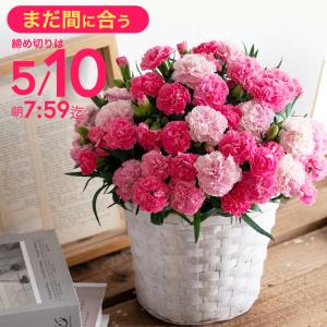 母の日 花 カーネーション ホットハート 5号 BVHH-5 送料無料 メーカー直送 F-24 / 数量限定 鉢植え 花鉢 生花 ピンク ギフト プレゼント 母の日ギフト 2024