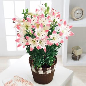 父の日 ギフト 花 生花 ユリ 鉢植え シュガーラブ 送料無料 メーカー直送 / F-25 フラワーギフト 花鉢 プレゼント