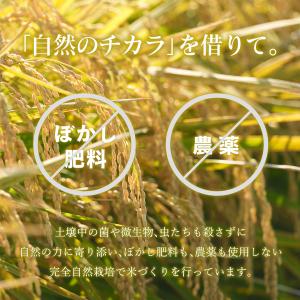 【足利産】のりちゃん米 玄米 (にじのきらめき...の詳細画像3