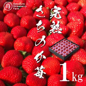 農家直送 園村苺園 完熟さちのか苺 1kg ギフト 贈り物