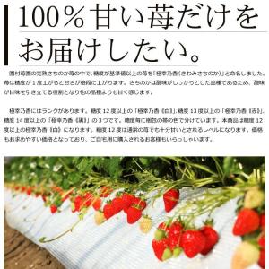 農家直送 園村苺園 糖度12度以上保証 極幸乃...の詳細画像1