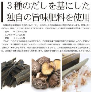 農家直送 園村苺園 糖度12度以上保証 極幸乃...の詳細画像3