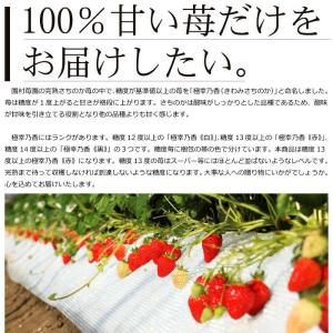 農家直送 園村苺園 糖度13度以上保証 極幸乃...の詳細画像1