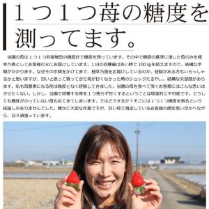 農家直送 園村苺園 糖度13度以上保証 極幸乃...の詳細画像2