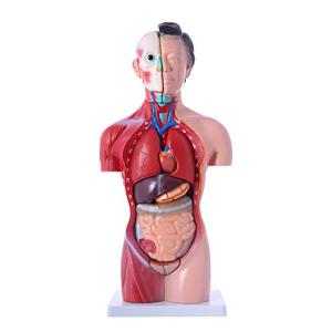 [JUEKO]解剖モデル 人体模型 [女性モデル リアルタイプ 44cm] 新品箱なし 人体解剖図 内臓 標本 パーツ取り外し可能 教材 学校 病院 J｜soponokka