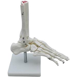 monolife 足骨モデル 足骨模型 足関節模型 足首 右足 標本 (足首 固定タイプ)｜soponokka