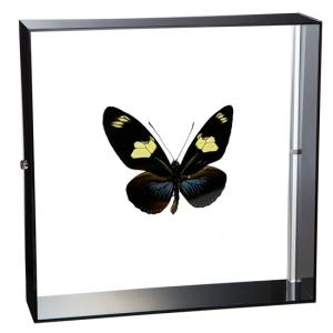 昆虫標本 ニジイロクワガタ アクリルフレーム 透明 : ソプラノYahoo!店