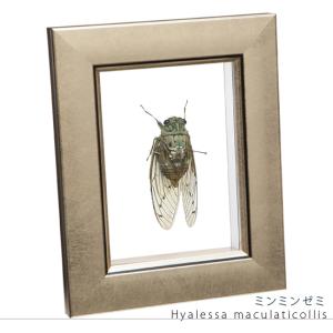 昆虫標本 ホウセキゾウムシ 2匹 メタリック調ライトフレーム