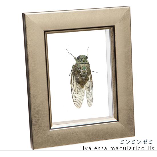昆虫標本 ミンミンゼミ メタリック調ライトフレーム