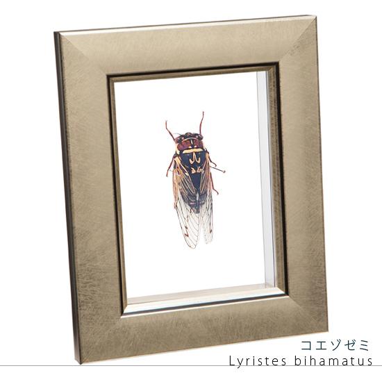 昆虫標本 コエゾゼミ メタリック調ライトフレーム