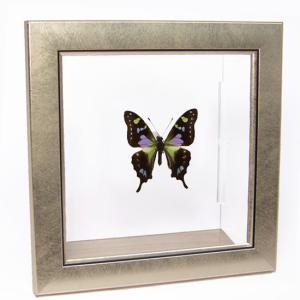 昆虫標本 蝶の標本 ナンベイコムラサキ メタリック調ライトフレーム