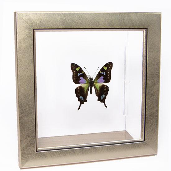 昆虫標本 蝶の標本 ミイロタイマイ メタリック調ライトフレーム