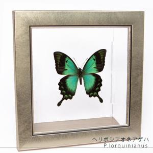 モルフォ 蝶 昆虫 標本 アート インテリア アンティーク 額装 額入り モルフォ 蝶 昆虫 標本 アート インテリア アンティーク 額装 額入り