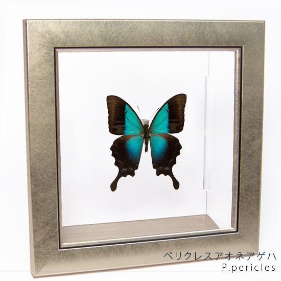 昆虫標本 蝶の標本 ペリクレスアオネアゲハ メタリック調ライトフレーム
