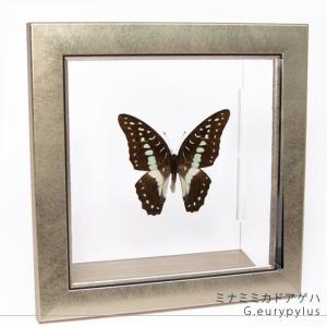昆虫標本 蝶の標本 ポルティスモルフォ メタリック調ライトフレーム