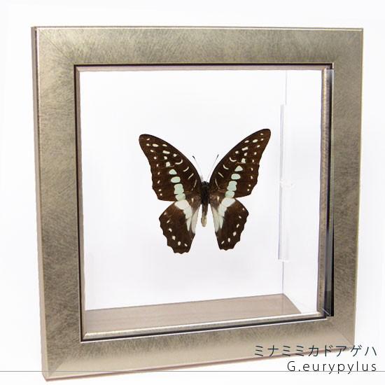 昆虫標本 蝶の標本 ミナミミカドアゲハ メタリック調ライトフレーム