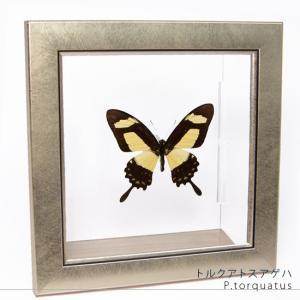 昆虫標本 蝶の標本 コウトウキシタアゲハ メタリック調ライトフレーム
