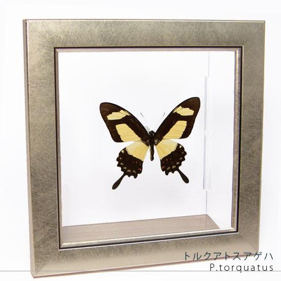 昆虫標本 蝶の標本 トルクアトスアゲハ メタリック調ライトフレーム