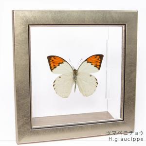 昆虫標本 蝶の標本 オーロラモルフォ メタリック調ライトフレーム
