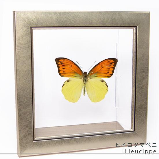 昆虫標本 蝶の標本 ヒイロツマベニ メタリック調ライトフレーム