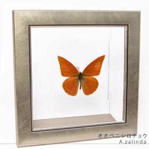 昆虫標本 蝶の標本 ゼフィリテスモルフォ メタリック調ライトフレーム