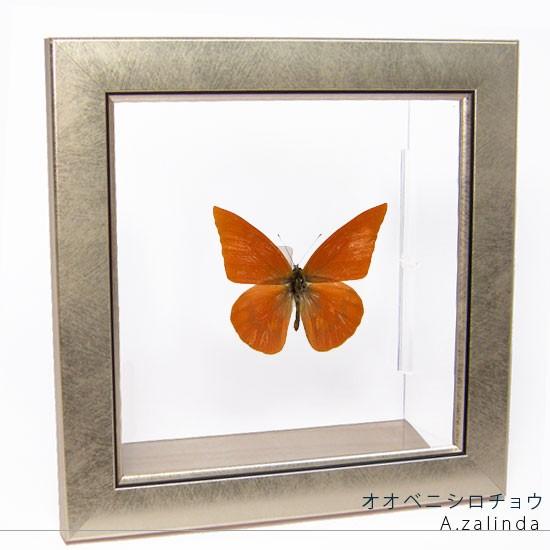 昆虫標本 蝶の標本 オオベニシロチョウ メタリック調ライトフレーム