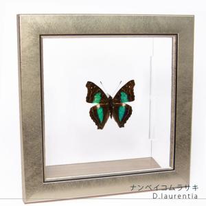 昆虫標本 蝶の標本 オオルリアゲハ メタリック調ライトフレーム