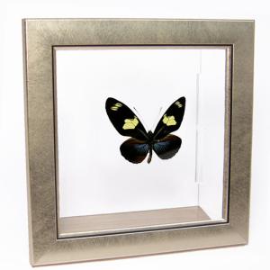 昆虫標本 蝶の標本 オオムラサキ メタリック調ライトフレーム