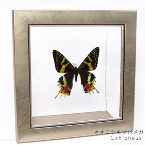 昆虫標本 蝶の標本 シボリアゲハ メタリック調ライトフレーム