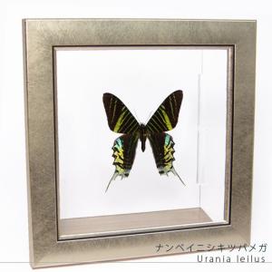 昆虫標本 蝶の標本 ナンベイコムラサキ メタリック調ライトフレーム